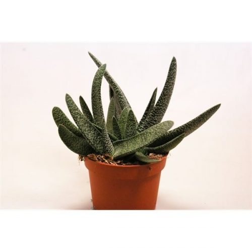 Gasteria carinata var. verrucosa