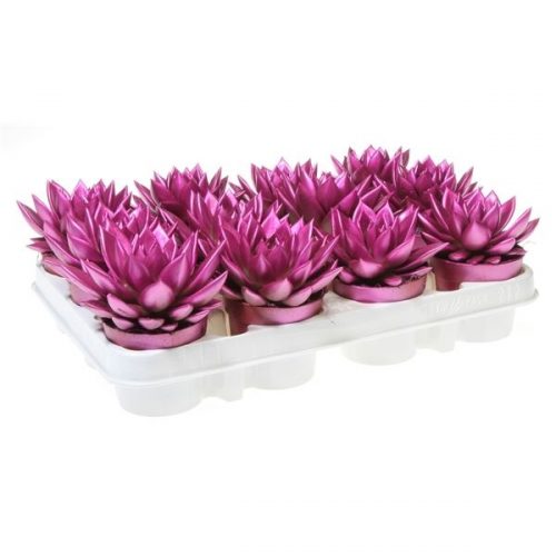 Echeveria miranda rainbow metallic lila
