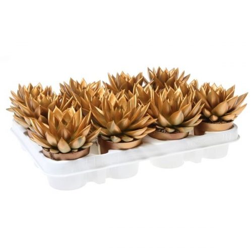 Echeveria miranda rainbow metallic orange