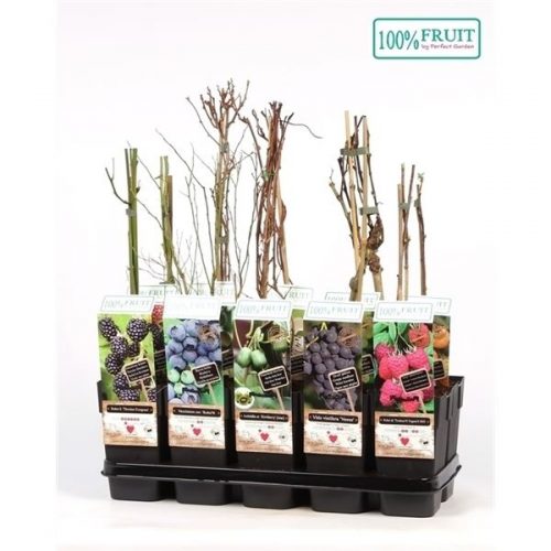 Fruitbomen mix laag compleet