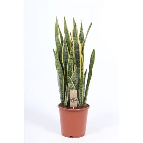Sansevieria trifasciata laurentii