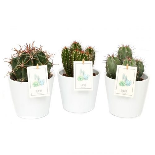 Pr04 cactus mix 12 cm in witte koni