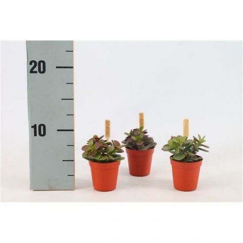 Crassula ovata minor