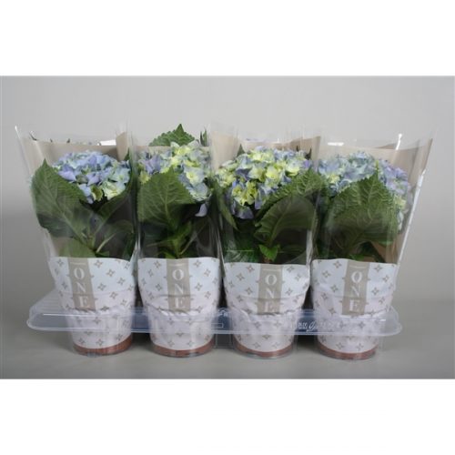 Hydrangea macr. one blue