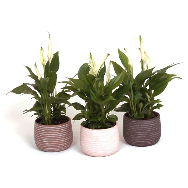 Spathiphyllum pearl cupido kp-703.1