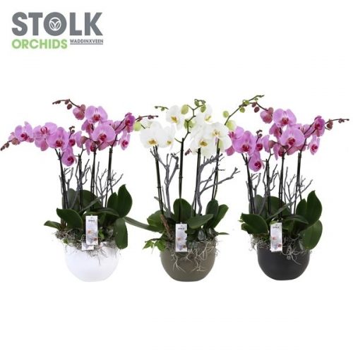 Phalaenopsis overig