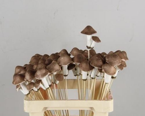Stick Mushroom 8x7x5cm D.brown - Decoratiemateriaal (h%)