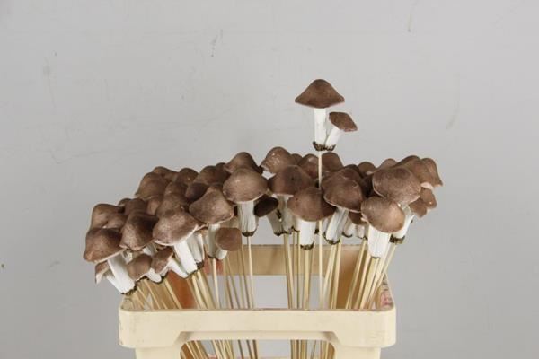 Stick Mushroom 8x7x5cm D.brown - Decoratiemateriaal (h%) 1 Stick Mushroom 8x7x5cm D.brown - Decoratiemateriaal (h%)