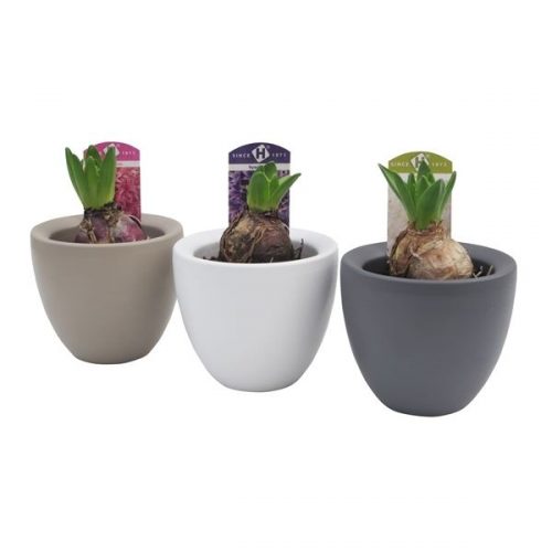 Hyacinthus orientalis mix ghcelmix171