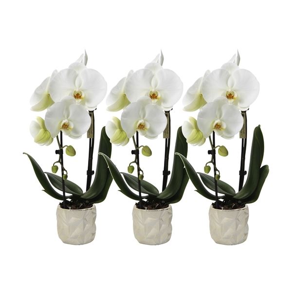Phalaenopsis multiflora kolibri big sensation wit