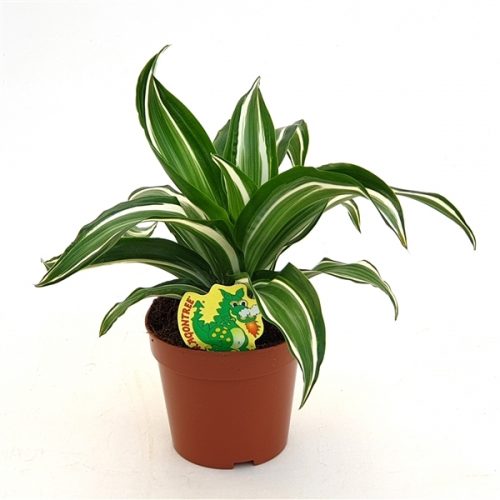 Dracaena fragr. compacta jade jewel