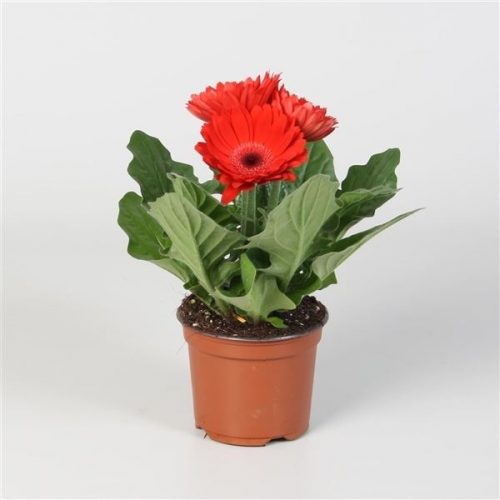 Gerbera colourgame rood