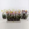 Phalaenopsis multiflora mix 2 Phalaenopsis multiflora mix 1