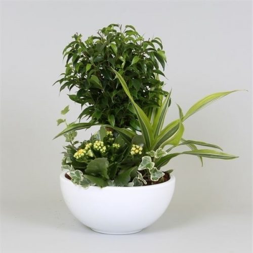 Arrangementen kamerplanten mix