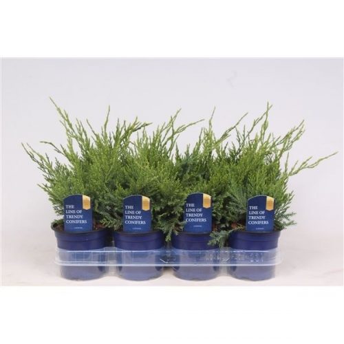 Juniperus x pfitzeriana mint julep