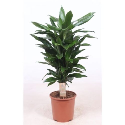 Dracaena fragr. der. janet lind