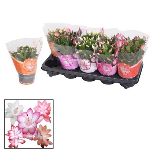 Schlumbergera mix