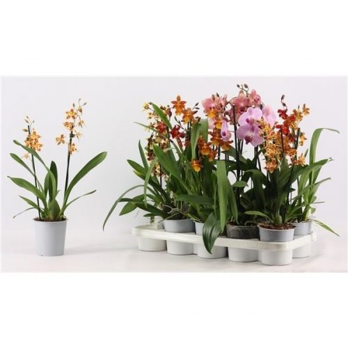 Orchideeen mix kort