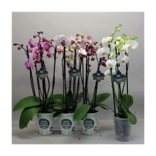 Phalaenopsis mix