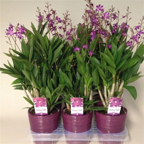 Dendrobium berry oda bo12cm9tk