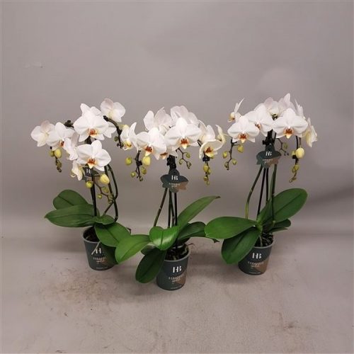 Phalaenopsis