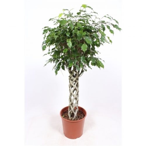 Ficus benjamina exotica