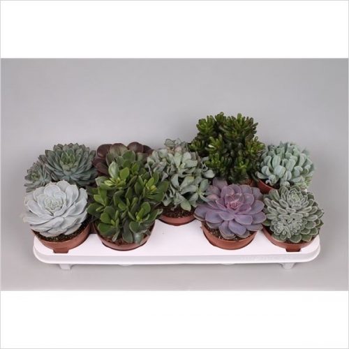 Succulenten