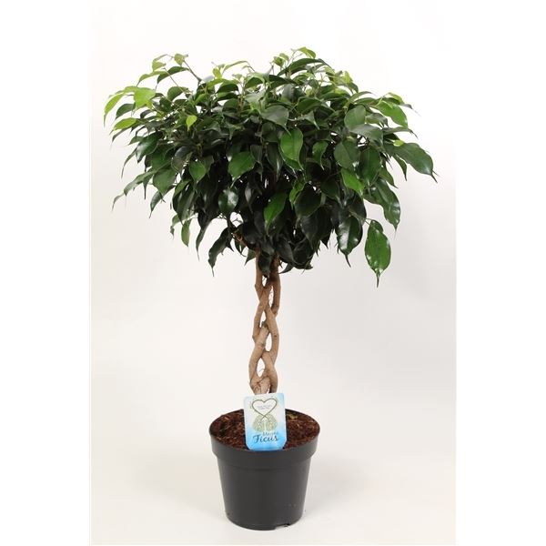 Ficus danielle 1 Ficus danielle