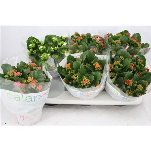 Kalanchoe mix