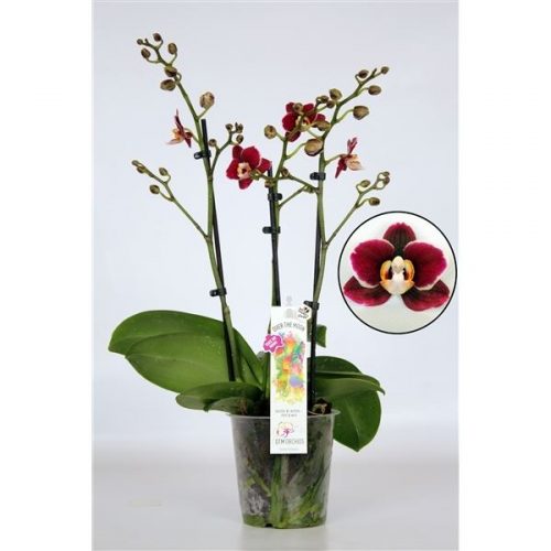 Phalaenopsis multiflora mix 212852
