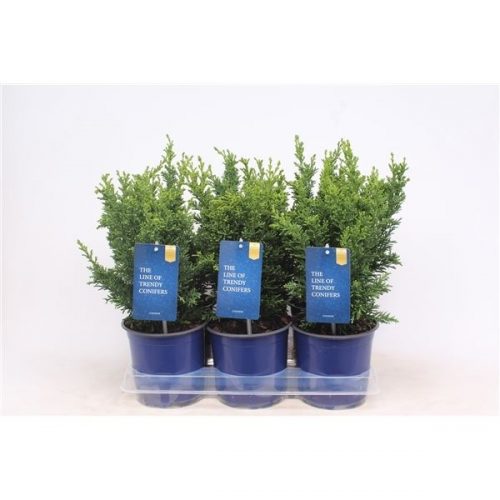 Chamaecyparis chamaecyparis obtusa
