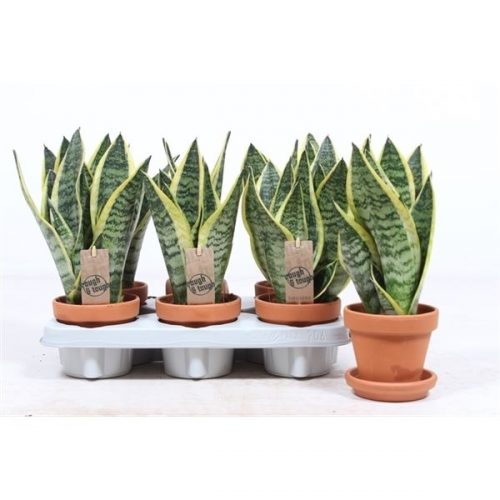 Sansevieria trifasciata superba