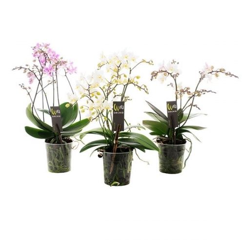 Phalaenopsis multiflora willd mix