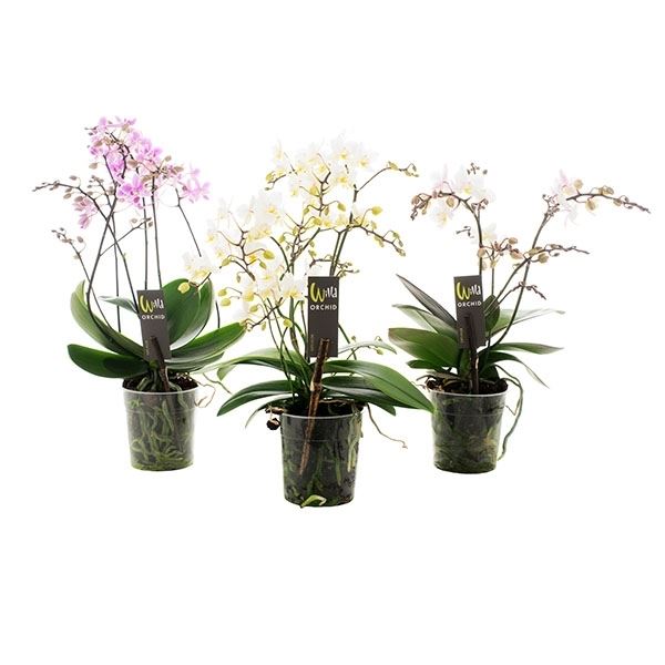 Phalaenopsis multiflora willd mix 1 Phalaenopsis multiflora willd mix