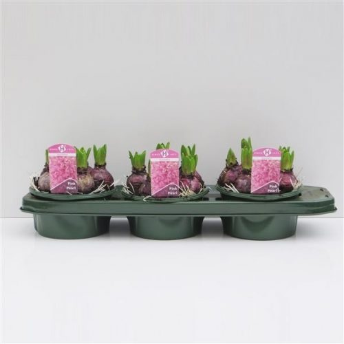 Hyacinthus orientalis pink pearl