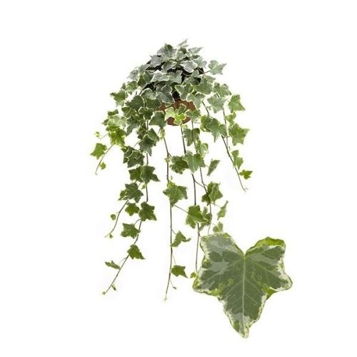 Hedera helix mint kolibiri