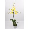 Oncidium munsterland stern 3 Oncidium munsterland stern 2