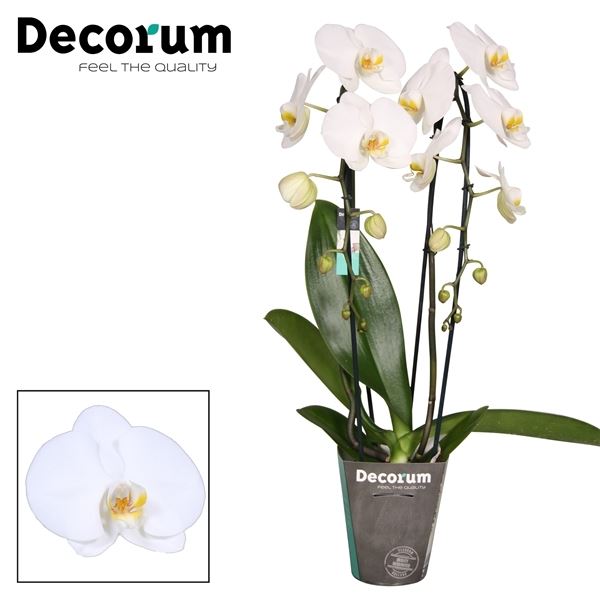 Phalaenopsis anthura tokyo cascade 2 tak 16+ 60cm - 5 - Adet