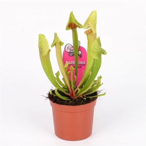 Sarracenia catesbaie