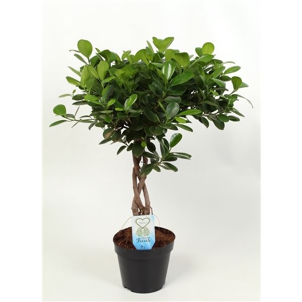Ficus moclame 1 Ficus moclame