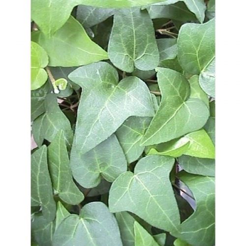 Hedera helix mein herz