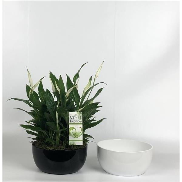 Arrangementen spathiphyllum 1238-wps 1 Arrangementen spathiphyllum 1238-wps