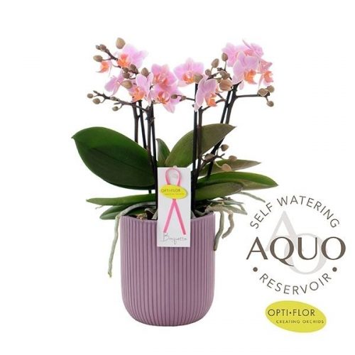 Phalaenopsis boquetto romantico