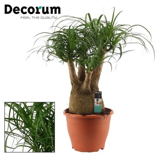 Beaucarnea recurvata vertakt		-	1	-	Adet