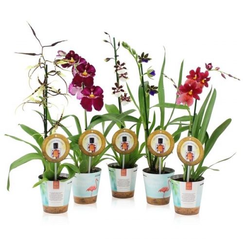 Orchideeen mix