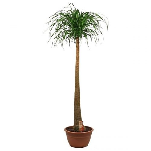 Beaucarnea recurvata recht