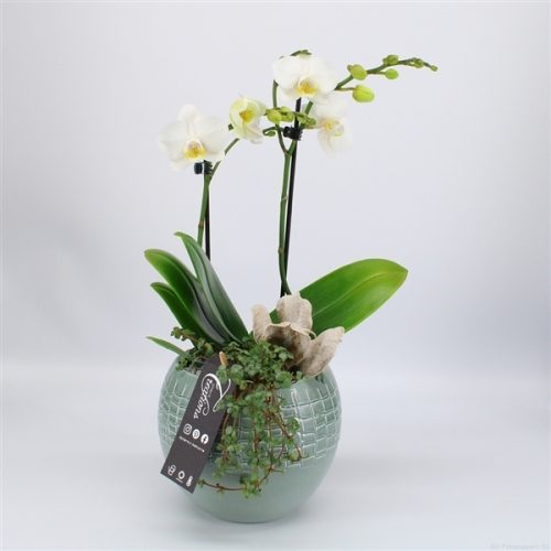 Phal-2022w phalaenopsis creatie	-	6	-	Adet