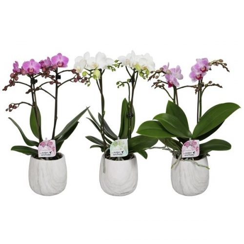 Phalaenopsis multiflora kolibri mix