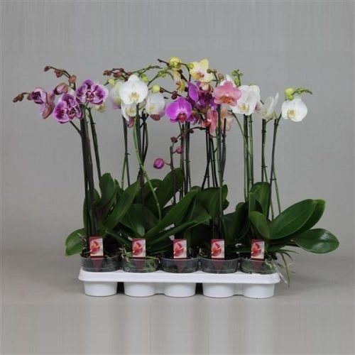 Phalaenopsis mix