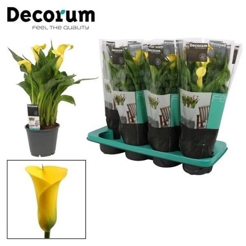 Zantedeschia summer sun